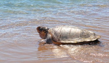 Πρέβεζα: Μετά από διετή περίοδο πλήρους αποθεραπείας η χελώνα «Έβερεστ» αφέθηκε ελεύθερη στη θάλασσα (φωτο)
