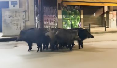 «Επιδρομή» αγριογούρουνων στη Θεσσαλονίκη: Κατέβηκαν σε απόσταση πνοής από στάση του μετρό – Δείτε βίντεο