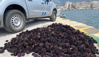 Ασυνείδητοι στην Αλεξανδρούπολη ψάρεψαν παράνομα περισσότερους από 16.000 αχινούς – Χειροπέδες σε πέντε άτομα