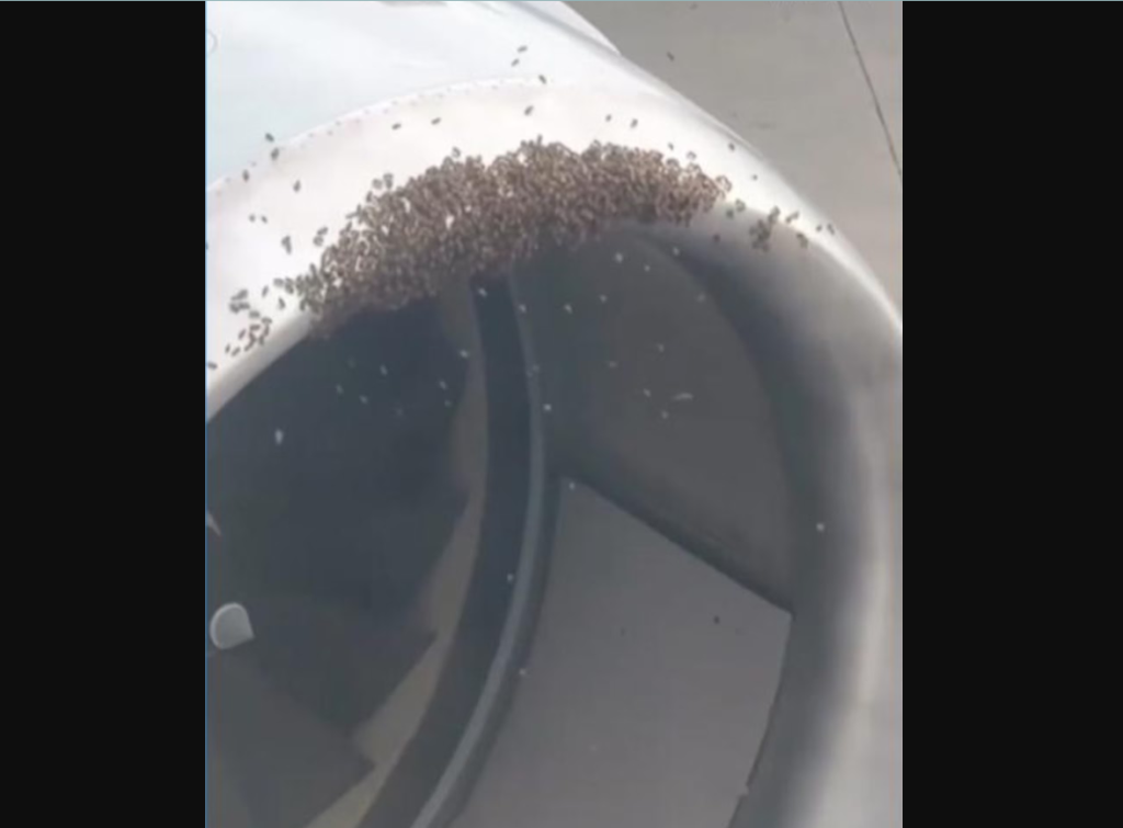 Σμήνος από μέλισσες μέσα σε κινητήρα αεροπλάνου: Η στιγμή που το προσωπικό αεροδρομίου το απομακρύνει (βίντεο)