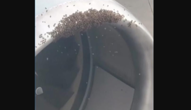 Σμήνος από μέλισσες μέσα σε κινητήρα αεροπλάνου: Η στιγμή που το προσωπικό αεροδρομίου το απομακρύνει (βίντεο)