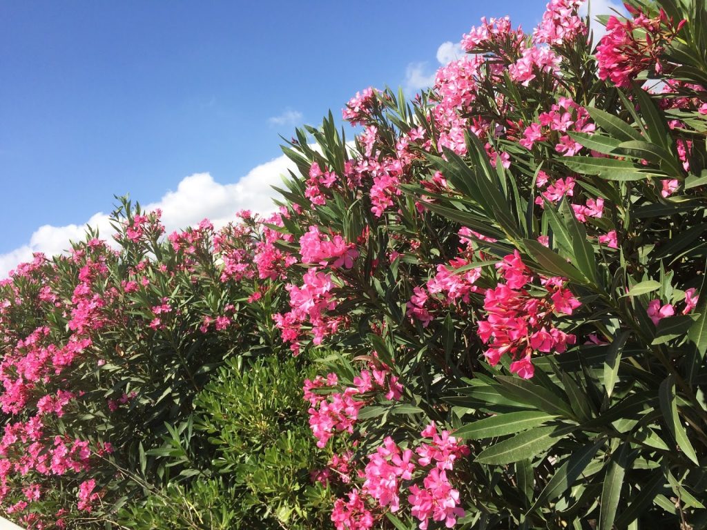 Πικροδάφνη: Το τοξικό φυτό που ο ΕΟΔΥ ζητά να «ξεριζωθεί» από τα σχολεία! – Ποιοι οι κίνδυνοι