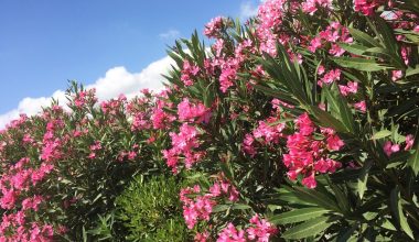 Πικροδάφνη: Το τοξικό φυτό που ο ΕΟΔΥ ζητά να «ξεριζωθεί» από τα σχολεία! – Ποιοι οι κίνδυνοι