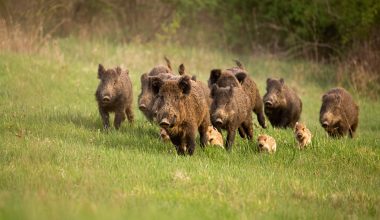 Θεσσαλονίκη: Αγέλη αγριογούρουνων «κόβει» βόλτες έξω από σπίτια στο Πανόραμα (βίντεο)