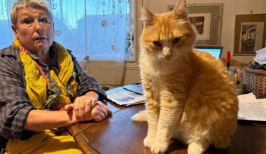 Σε μπελάδες 65χρονη Γαλλίδα: Ο γάτος της έκανε ζημιά σε γείτονά της και τώρα θα πληρώσει πρόστιμο