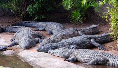 Η Ινδία θα σταματήσει την παράνομη μετανάστευση από το Μπαγκλαντές με εκατοντάδες κροκόδειλους και αλιγάτορες!