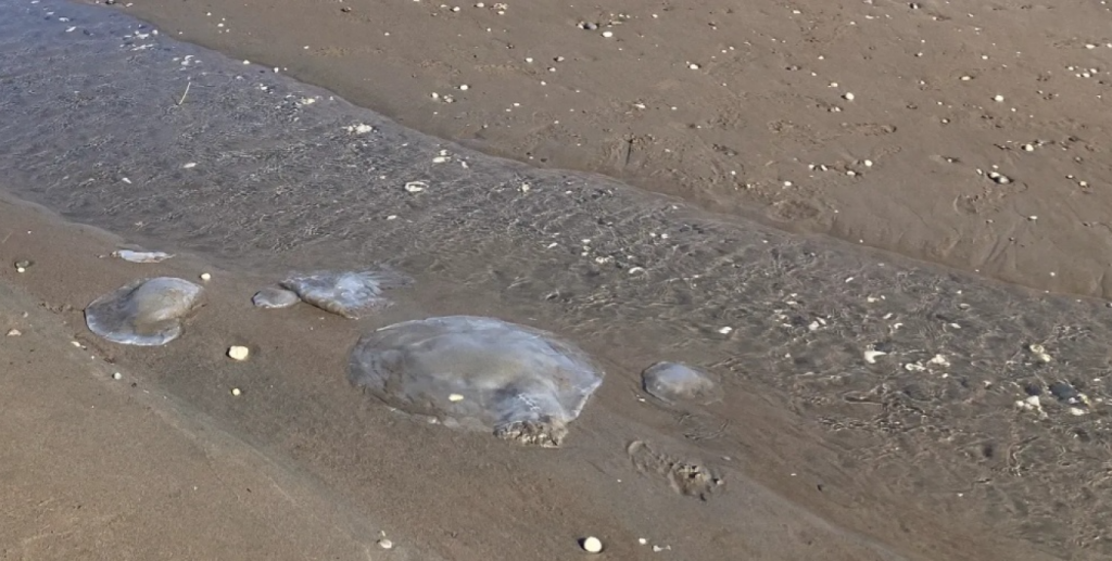 Ανησυχία στην Τουρκία μετά τον εντοπισμό εκατοντάδων νεκρών τροπικών μεδουσών σε παραλίες της χώρας