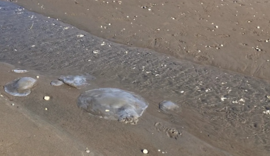 Ανησυχία στην Τουρκία μετά τον εντοπισμό εκατοντάδων νεκρών τροπικών μεδουσών σε παραλίες της χώρας