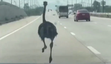 Ταϊλάνδη: Στρουθοκάμηλος έφυγε από ζωολογικό κήπο και προκάλεσε πανικό σε αυτοκινητόδρομο της Μπανγκόκ (βίντεο)