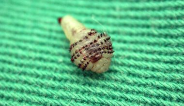 Απίστευτο: 58χρονη φτερνιζόταν και έβγαζε… «σκουλήκια» από την μύτη της! – Πώς μολύνθηκε σε ελληνικό νησί