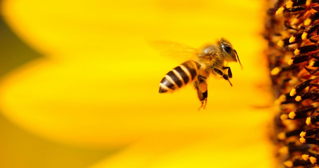 Νέα ελπιδοφόρα μελέτη: Εξετάζεται το δηλητήριο της μέλισσας ως συμπληρωματική θεραπεία για τον καρκίνο του μαστού