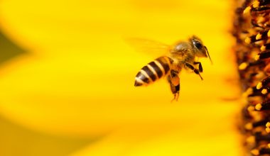 Νέα ελπιδοφόρα μελέτη: Εξετάζεται το δηλητήριο της μέλισσας ως συμπληρωματική θεραπεία για τον καρκίνο του μαστού