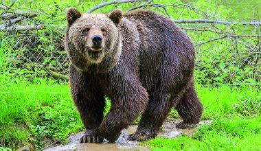 Αρκούδα εμφανίστηκε στο Ωραιόκαστρο και προκάλεσε πανικό στους περίοικους της περιοχής