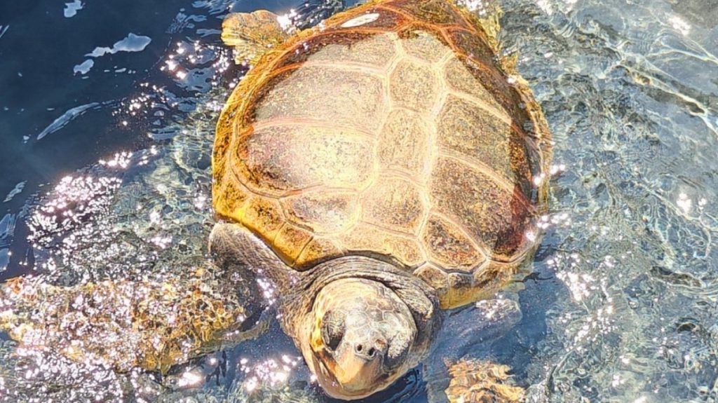 Θετικά νέα για την «Capella»: Μετά από δυόμιση χρόνια η θαλάσσια χελώνα αφέθηκε ελεύθερη – Δείτε φωτογραφίες
