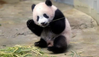 Μωρό panda φταρνίζεται τόσο δυνατά που τρόμαξε… τη μαμά του (δείτε βίντεο)