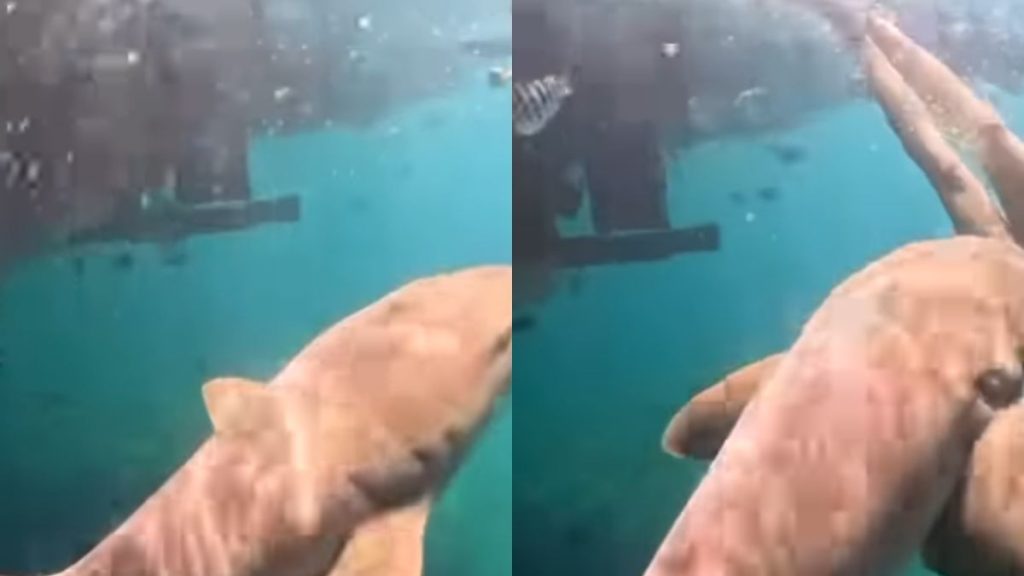 Βίντεο: Καρχαρίας δαγκώνει δύτρια στο πόδι