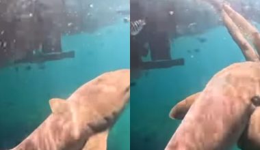 Βίντεο: Καρχαρίας δαγκώνει δύτρια στο πόδι
