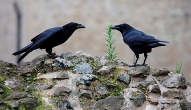 Εσύ τα γνώριζες; – Αυτά είναι τα πέντε ζώα που προμηνύουν τον θάνατό μας