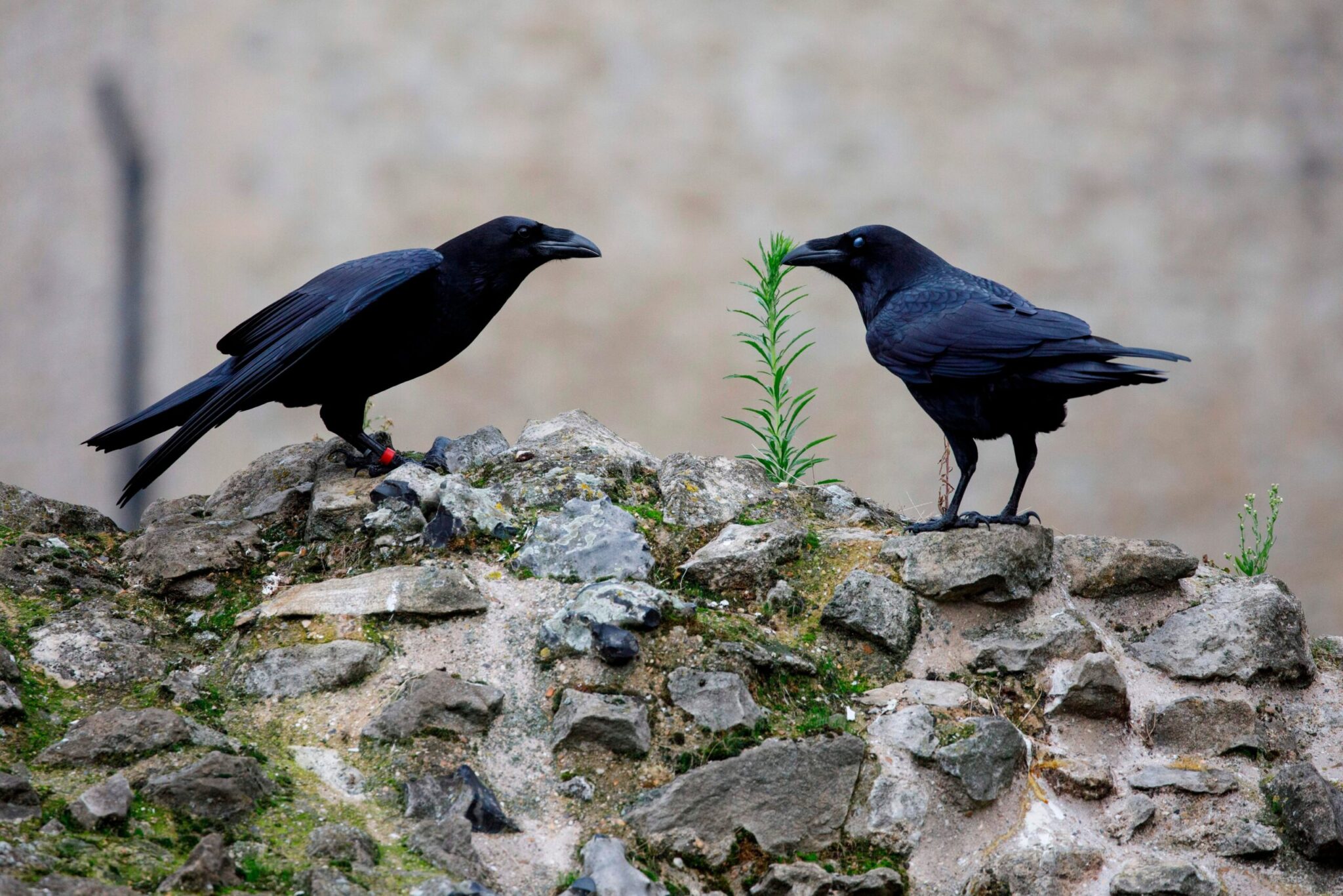 Εσύ τα γνώριζες; – Αυτά είναι τα πέντε ζώα που προμηνύουν τον θάνατό μας