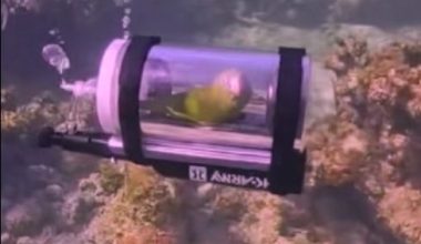 Βίντεο: Παπαγάλος έκανε κατάδυση σε… «αυτοσχέδιο» σκάφος στις Μπαχάμες!