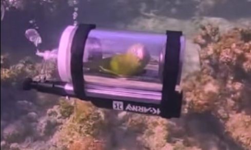 Βίντεο: Παπαγάλος έκανε κατάδυση σε… «αυτοσχέδιο» σκάφος στις Μπαχάμες!