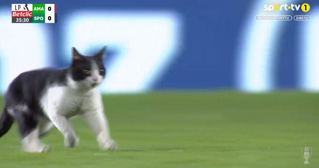 Απρόσμενος επισκέπτης στο παιχνίδι της Σπόρτινγκ Λισαβόνας: Γάτα εισέβαλε στον αγωνιστικό χώρο (βίντεο)