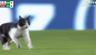 Απρόσμενος επισκέπτης στο παιχνίδι της Σπόρτινγκ Λισαβόνας: Γάτα εισέβαλε στον αγωνιστικό χώρο (βίντεο)