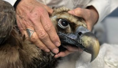 Μαυρόγυπας «Ιωάννα»: Κέρδισε τη μάχη με το δηλητήριο – Πέταξε ξανά πάνω από το πάρκο Δαδιάς