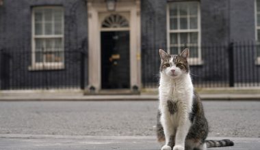 ΗΠΑ: Γάτος που είχε χαθεί πριν επτά χρόνια ταξίδεψε… 4.000 χιλιόμετρα και επέστρεψε στην οικογένειά του!