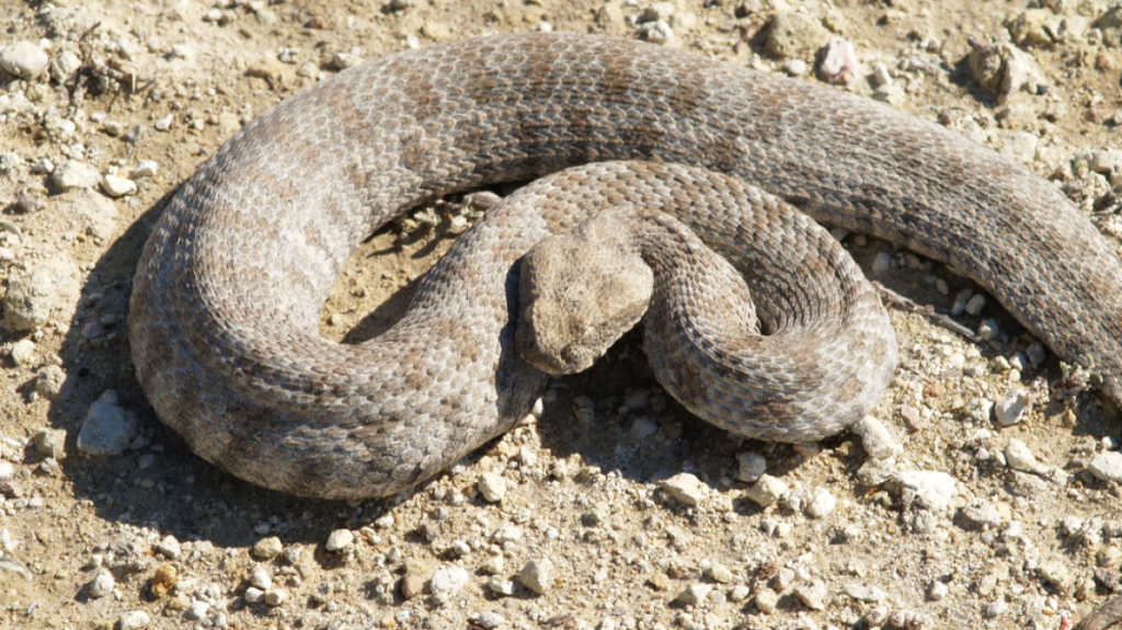Σε παιδιατρικό νοσοκομείο της Αθήνας ο 13χρονος από τη Σύρο που δέχθηκε δάγκωμα από φίδι – Ξέφυγε τον κίνδυνο