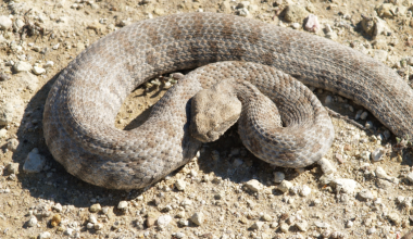 Σε παιδιατρικό νοσοκομείο της Αθήνας ο 13χρονος από τη Σύρο που δέχθηκε δάγκωμα από φίδι – Ξέφυγε τον κίνδυνο