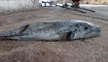 Κραυγή αγωνίας από τους ψαράδες για τους λαγοκέφαλους: Τα δηλητηριώδη ψάρια αυξάνονται δραματικά (βίντεο)