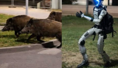 Όχι δεν είναι Al: Ρομπότ στην Πολωνία κυνηγά αγριογούρουνα – Δείτε το επικό βίντεο