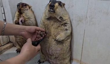 Βίντεο: Μαρμότες που τους κόβουν τα νύχια νιώθουν σα να πηγαίνουν για… εκτέλεση!