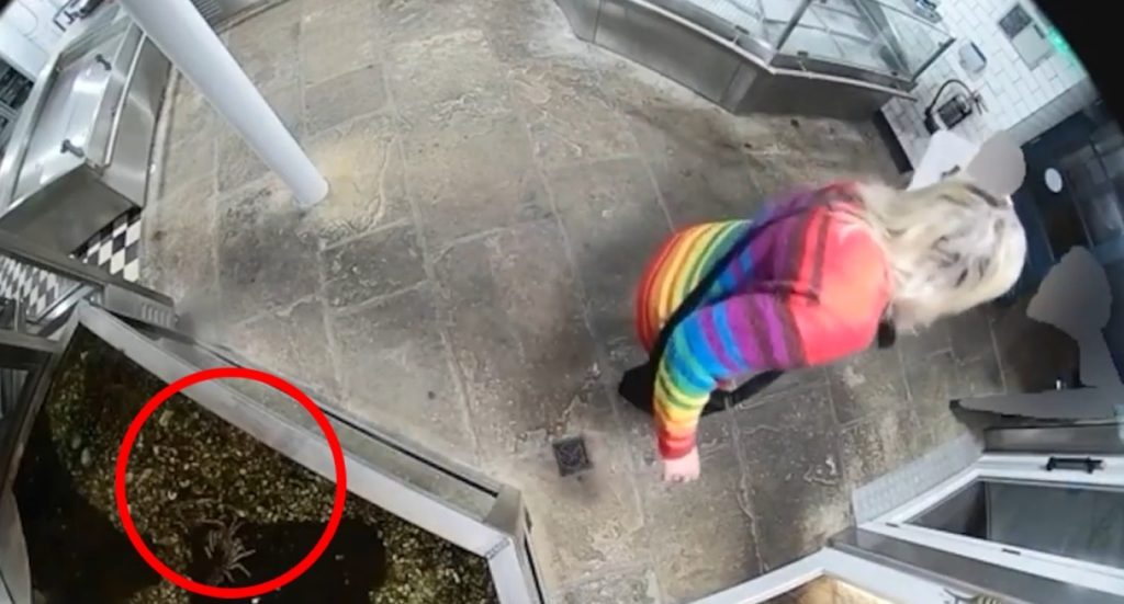 Ακτιβίστρια έκλεψε αστακό εστιατορίου που νόμιζε πως θα μαγειρευόταν: Τελικά ήταν κατοικίδιο του ιδιοκτήτη (βίντεο)