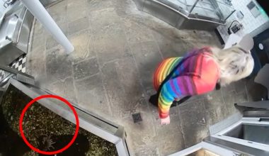 Ακτιβίστρια έκλεψε αστακό εστιατορίου που νόμιζε πως θα μαγειρευόταν: Τελικά ήταν κατοικίδιο του ιδιοκτήτη (βίντεο)