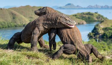 Λαθροθήρες έστησαν ολόκληρο δίκτυο εμπορίου με δράκους του Κομόντο στην Ινδονησία