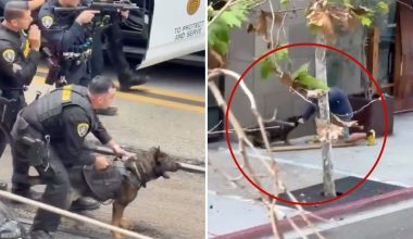 Βίντεο: Η στιγμή που σκύλος Κ9 της αστυνομίας του Σαν Ντιέγκο βοηθά στη σύλληψη άνδρα