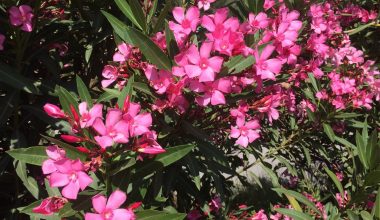 Αντιδράσεις για τη σύσταση του ΕΟΔΥ να «ξεριζωθεί» η πικροδάφνη από σχολεία και παιδικές χαρές (βίντεο)