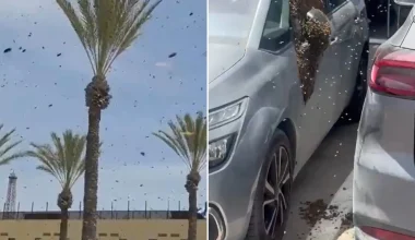 Σμήνη από μέλισσες εισέβαλαν σε πόλη στο νότιο Ισραήλ (βίντεο)