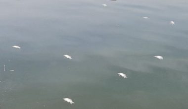 Ιωάννινα: Νεκρά ψάρια βρέθηκαν στη λίμνη Παμβώτιδα – Τι συνέβη;