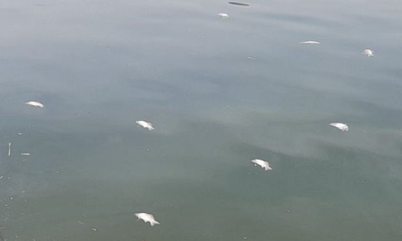 Ιωάννινα: Νεκρά ψάρια βρέθηκαν στη λίμνη Παμβώτιδα – Τι συνέβη;