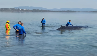 Αυστραλία: Φάλαινα 12 τόνων εγκλωβίστηκε για σχεδόν 24 ώρες σε ρηχά νερά (βίντεο)