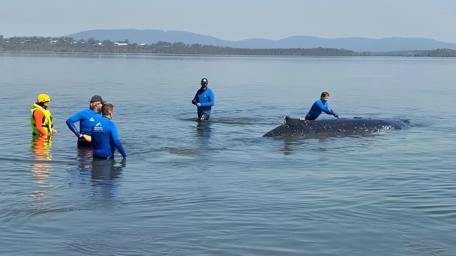 Αυστραλία: Φάλαινα 12 τόνων εγκλωβίστηκε για σχεδόν 24 ώρες σε ρηχά νερά (βίντεο)