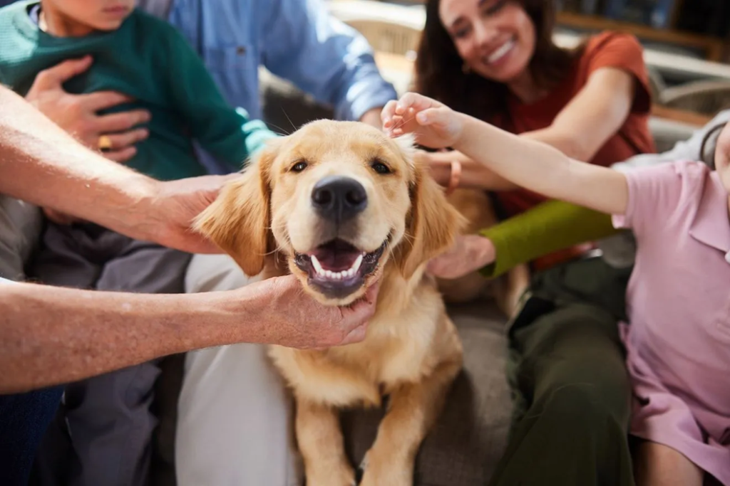 Νέα μελέτη για τα γκόλντεν ριτρίβερ: Εντοπίστηκαν γονίδια που συνδέονται με τα συναισθήματα στους ανθρώπους