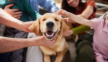 Νέα μελέτη για τα γκόλντεν ριτρίβερ: Εντοπίστηκαν γονίδια που συνδέονται με τα συναισθήματα στους ανθρώπους