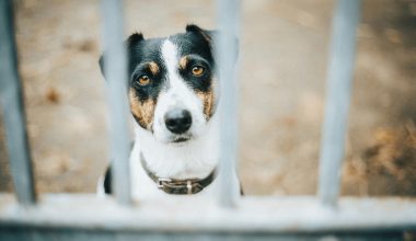 Συνελήφθη 37χρονος στα Χανιά: Είχε οκτώ σκυλιά στο μαντρί του σε κακές συνθήκες