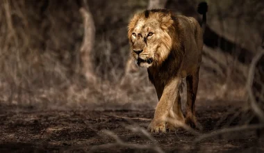 Βίντεο: Η στιγμή διάσωσης λιονταριού στην Ινδία που έπεσε σε πηγάδι βάθους 9 μέτρων