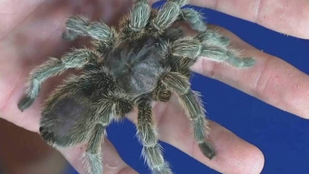 Αναστάτωση σε τρένο της Γερμανίας: Γυναίκα ξέχασε κουτί με 20 βραζιλιάνικες ταραντούλες