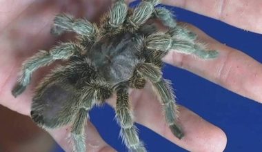 Αναστάτωση σε τρένο της Γερμανίας: Γυναίκα ξέχασε κουτί με 20 βραζιλιάνικες ταραντούλες